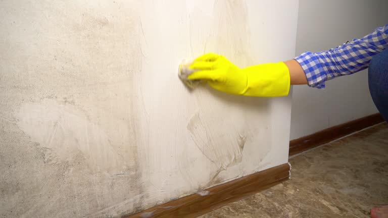 Trusted Lakeland, FL Mold Removal Experts