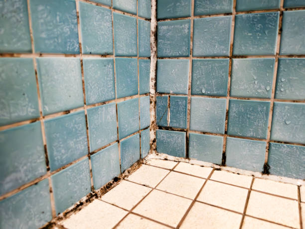 Best Comprehensive Air Testing for Mold Contaminants  in Lakeland, FL
