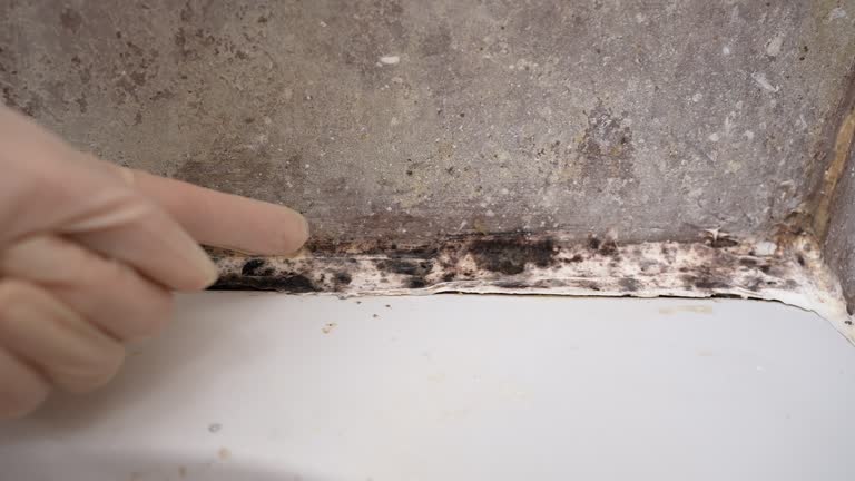 Best Airborne Mold Testing  in Lakeland, FL